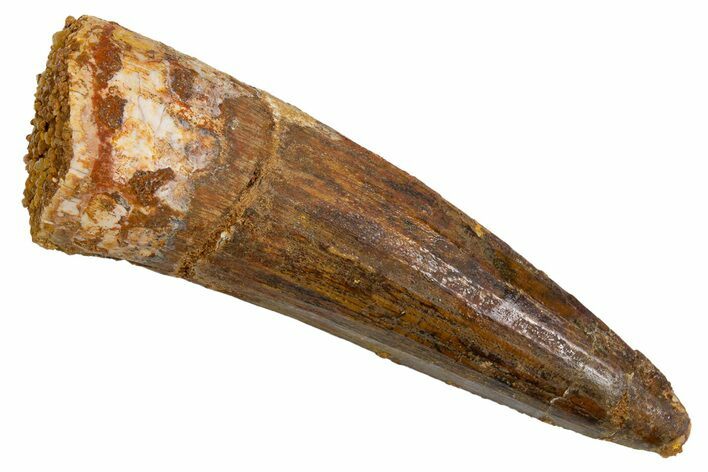 Fossil Spinosaurus Tooth - Real Dinosaur Tooth #305729